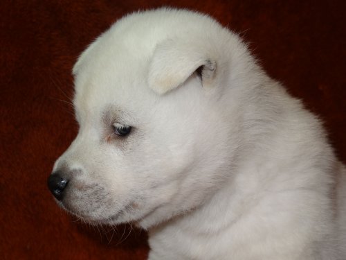ブリーダーズ 紀州犬 白 ぼんやりマイペース紀州犬ボーイ 男の子 徳島県 ブリーダーズ 紀州犬 白 ぼんやりマイペース紀州犬ボーイ 男の子 徳島県