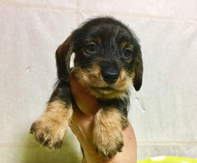 ブリーダーズ|カニンヘン・ダックスフンド(ワイヤー) ワイルドボア ♂(男の子) 東京都