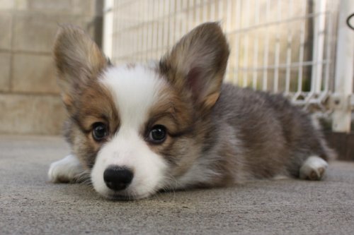 ブリーダーズ｜ウェルシュ・コーギー・ペンブローク レッド＆ホワイト