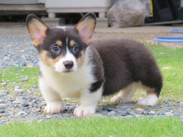 ブリーダーズ｜ウェルシュ・コーギー・ペンブローク ブラックタン＆ホワイト ♂（男の子） 静岡県