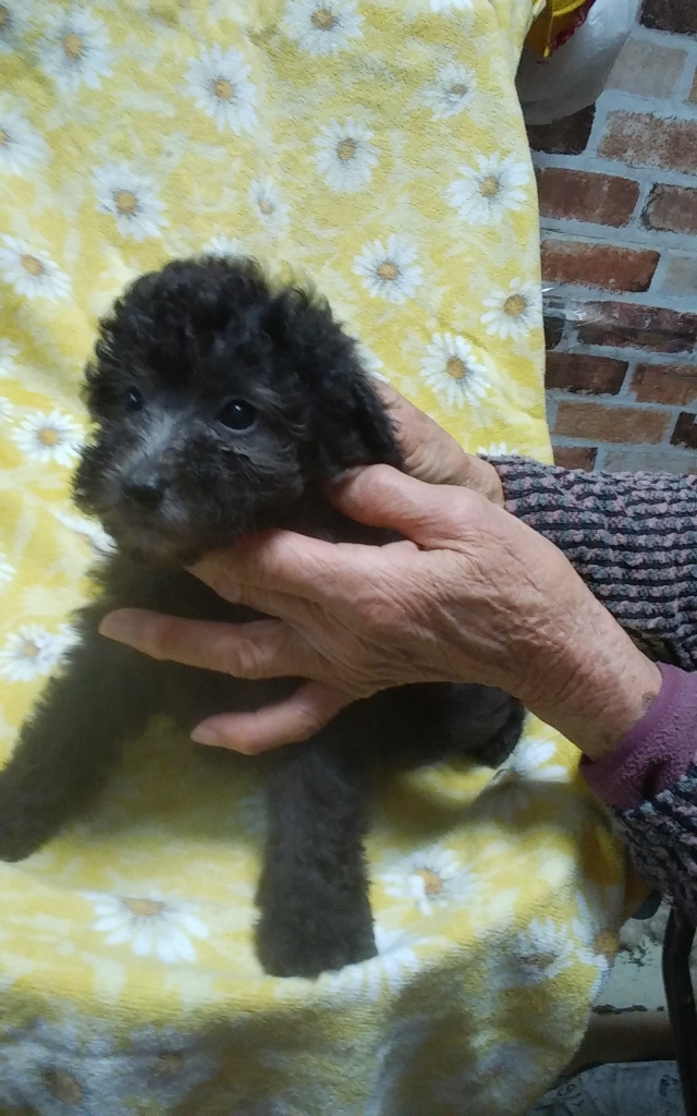 ブリーダーズ トイプードル シルバー 女の子 熊本県