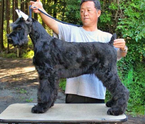 ブリーダーズ ジャイアント シュナウザー ブラック 男の子 静岡県