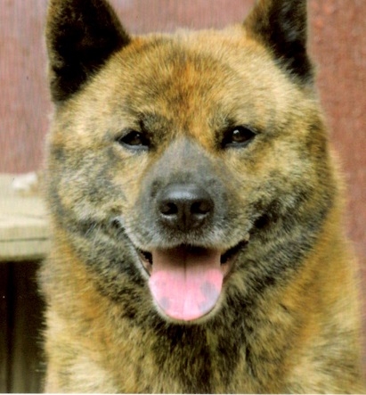 ブリーダーズ 甲斐犬 中虎毛 黒に茶の虎模様 女の子 神奈川県 ブリーダーズ 甲斐犬 中虎毛 黒に茶の虎模様 女の子 神奈川県