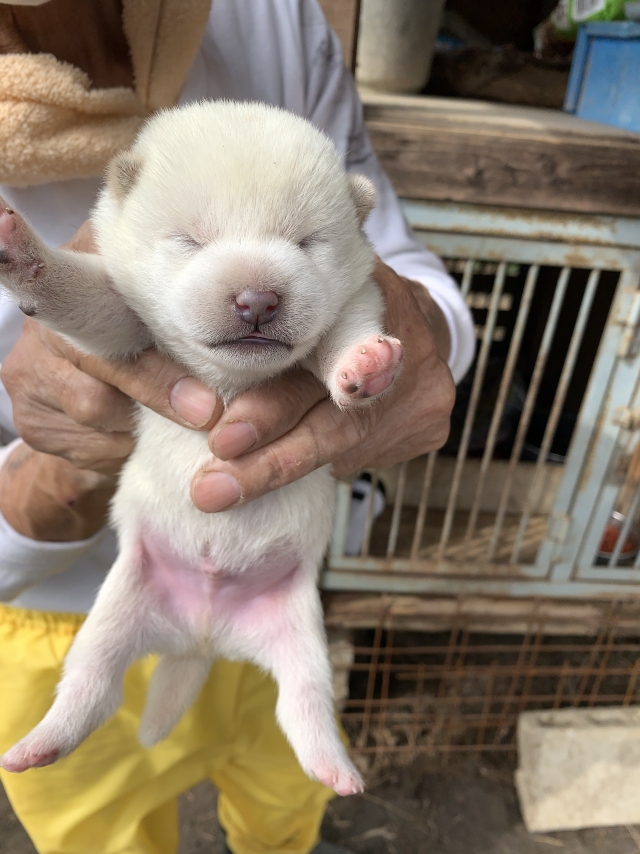 ブリーダーズ｜柴犬 白 ♂（男の子） 広島県