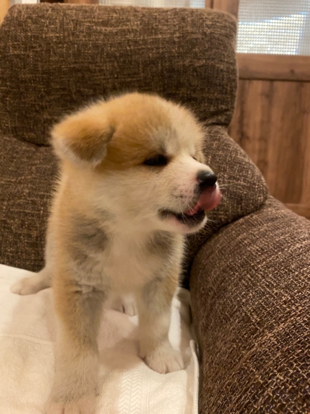 ブリーダーズ 秋田犬 赤毛 女の子 宮城県