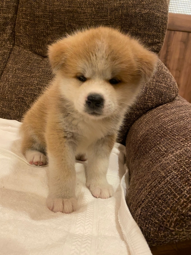 ブリーダーズ 秋田犬 赤毛 女の子 宮城県