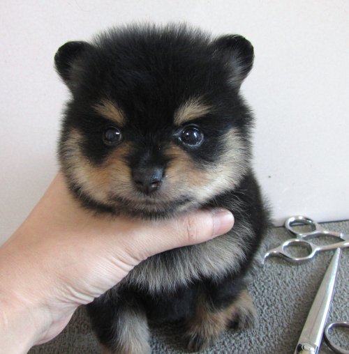 ブリーダーズ ポメラニアン ブラックタン 女の子 富山県