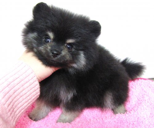 ブリーダーズ ポメラニアン ブラックタン 小ぶり 男の子 富山県