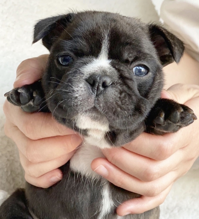 ブリーダー 重田 フレブル