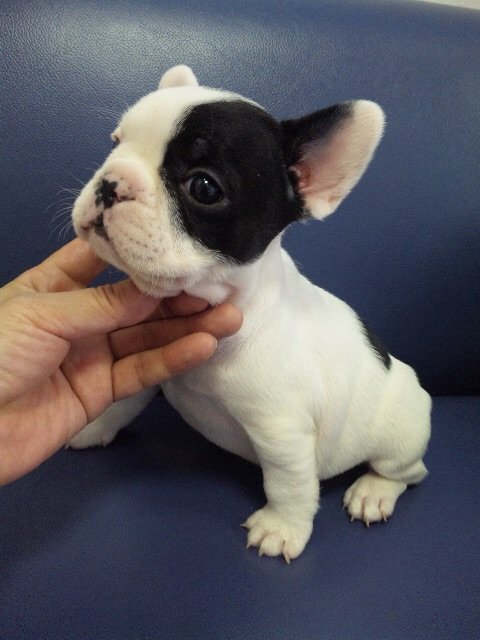 ブリーダーズ フレンチブルドッグ 白黒パイド 女の子 愛知県 ブリーダーズ フレンチブルドッグ 白黒パイド 女の子 愛知県