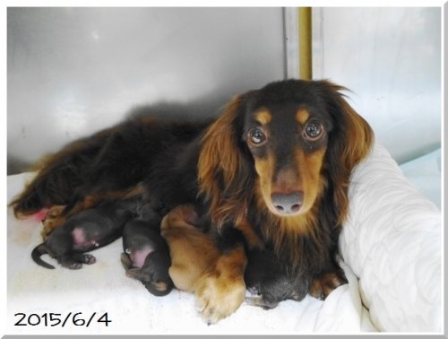 ブリーダーズ ミニチュア ダックスフンド ロング ゴールド Praクリア 男の子 千葉県