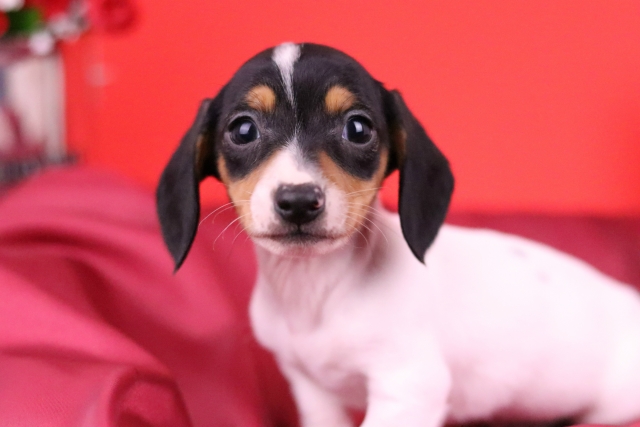 ブリーダーズ ミニチュア ダックスフンド スムース ブラックタン パイボールド 男の子 愛知県