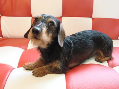追い付く 飛躍 マインド ワイヤー ダックス フント 子犬 Desatascosensevilla Net 追い付く 飛躍 マインド ワイヤー ダックス フント 子犬 Desatascosensevilla Net