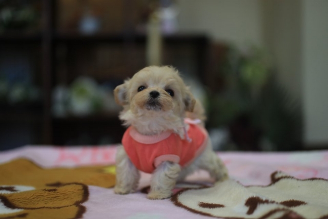 ブリーダーズ 雑種犬 ミックス犬 マルプー 優しいクリーム色 女の子 岐阜県 ブリーダーズ 雑種犬 ミックス犬 マルプー 優しいクリーム色 女の子 岐阜県