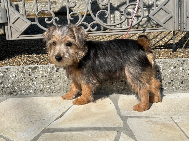 ブリーダーズ｜ノーフォーク・テリア ブラックタン ♂（男の子） 兵庫県