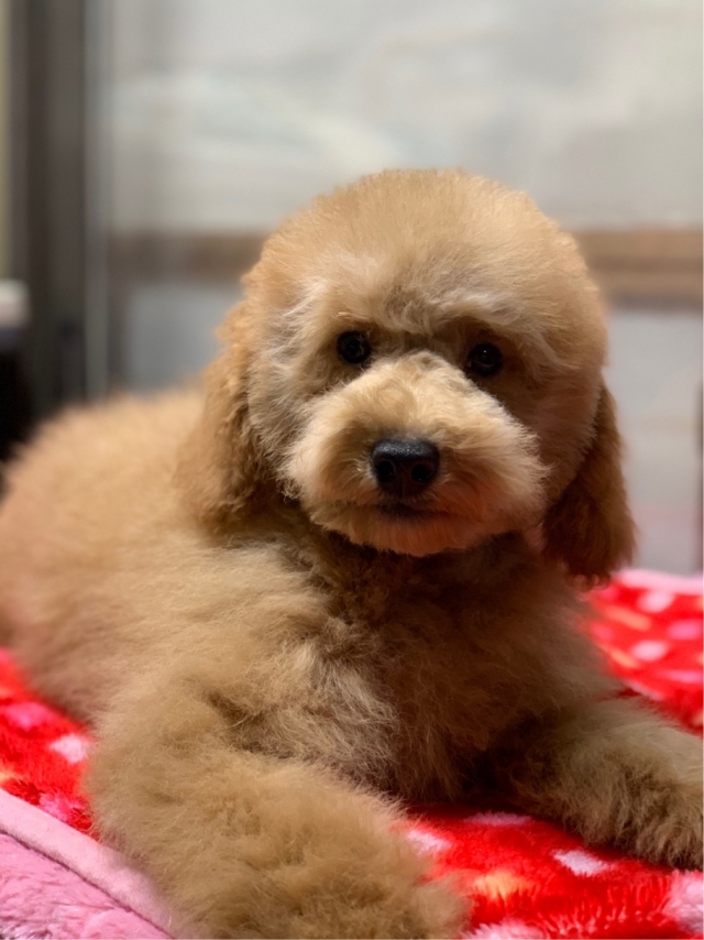 ブリーダーズ ミディアム プードル レッド 男の子 長野県