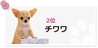 ブリーダーズ ブリーダーの子犬出産情報ポータルサイト