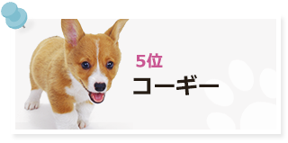 ブリーダーズ ブリーダーの子犬出産情報ポータルサイト