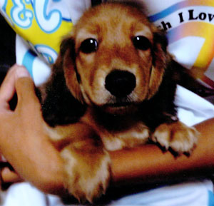 子犬写真
