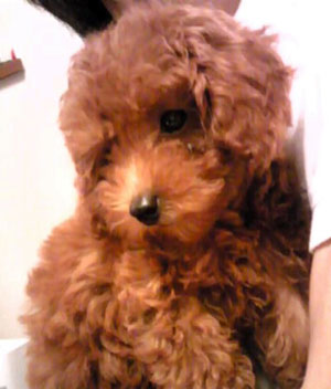 子犬写真