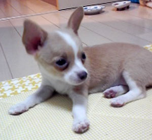 子犬写真