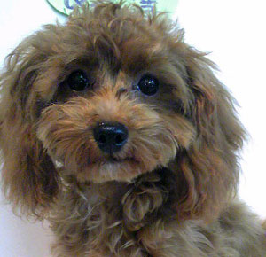子犬写真