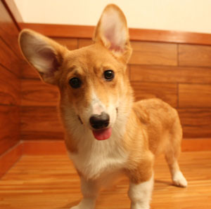 子犬写真