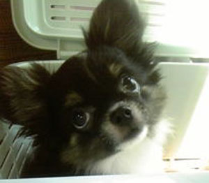 子犬写真