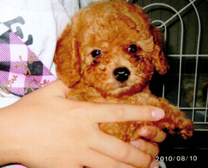 子犬写真