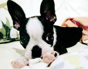 子犬写真