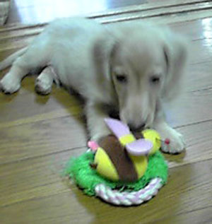 子犬写真