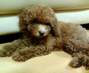 子犬写真