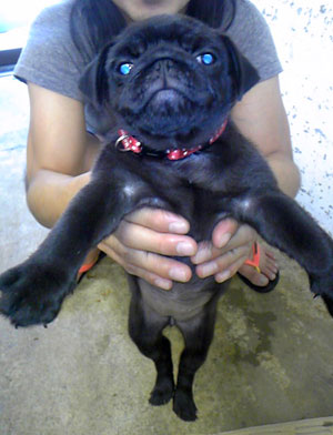 子犬写真