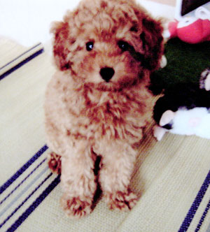 子犬写真