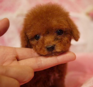 子犬写真