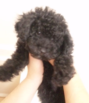 子犬写真
