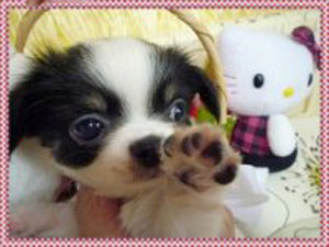 子犬写真