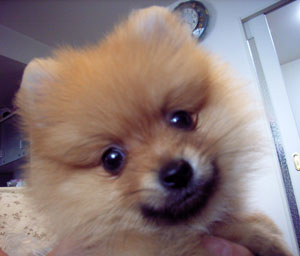 子犬写真