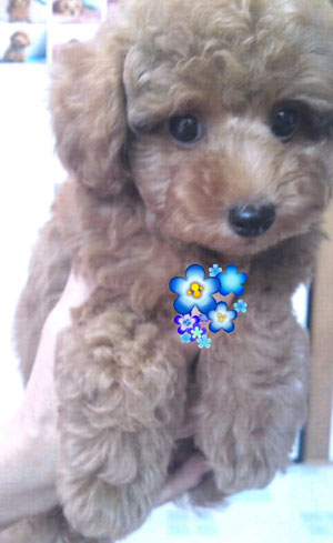 子犬写真