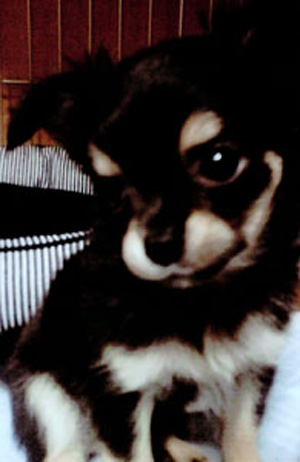 子犬写真