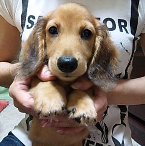 子犬写真