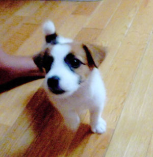 子犬写真
