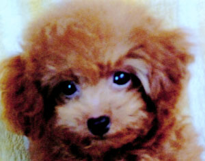 子犬写真