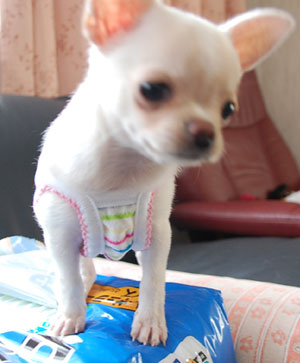 子犬写真