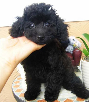 子犬写真