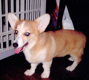 子犬写真