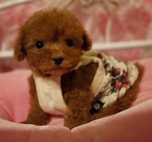 子犬写真