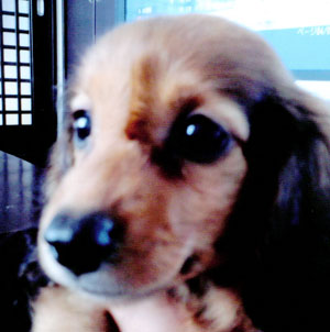 子犬写真
