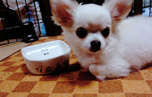 子犬写真