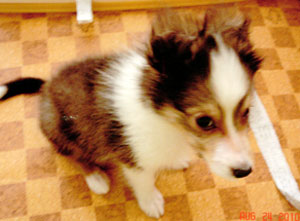 子犬写真